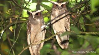 Crested Owl Call [upl. by Allanson]