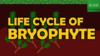 LIFE CYCLE OF BRYOPHYTE [upl. by Streeter]