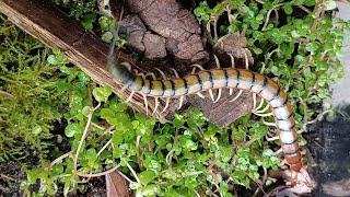 Scolopendra morsitans Limpopo  Tanzanian blue ringleg centipede centipede invertebrates [upl. by Ytsirt323]