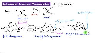 CHEM 2325 Module 37 Glycoside Formation [upl. by Alliber]