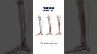 The Peroneus Muscle [upl. by Guinna]