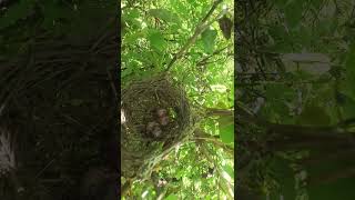 Egg Peacock on Nest EP00569 nest birdhome nature beautifulnest birdnest birdslover bird [upl. by Rolando513]