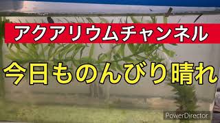 2024年11月5日 今日ものんびり癒し aquarium 赤いスジエビ [upl. by Adner]