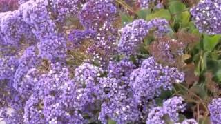 Limonium perezii  Statice  Sea Lavender [upl. by Shama]