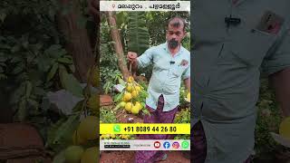 മുന്തിരി കുലപോലെ അബിയു മലപ്പുറത്ത് abiu fruit PouteriacaimitoPlant [upl. by Eugenia]