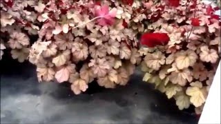 Best Perennials  Heuchera Pinot Gris Coral Bells [upl. by Ettolrahc]