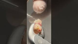 Ağız dışında kök ucu rezeksiyonu nasıl yapılırExtraoral apical resection asmr [upl. by Ahtera]