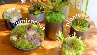 Carnivorous Plants  tour and care unique houseplants for your collection [upl. by Ocana]