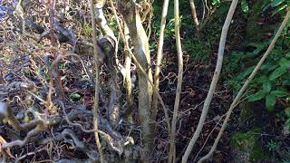 Corkscrew Hazel Corylus avellana Contorta  branches  March 2018 [upl. by Tnomyar804]