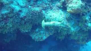 Dive Cozumel January 2015 [upl. by Acnoib577]