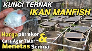 Breeder Ikan Manfish  Cara Memilih Induk Ikan Manfish yang Cepat Produksi [upl. by Montana]