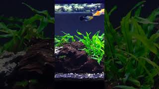 20 Gallon Platy Fish Tank shorts aquariumfish fishtank fishkeeping fish plantedtank [upl. by Lienet]