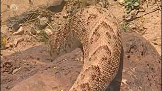 Reptiles et cobras dans le désert  Documentaire COMPLET [upl. by Rozella]