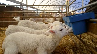 Lambing Season Documentary [upl. by Ranique228]