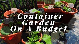 Container Gardening On A Budget  Dollar Tree [upl. by Ynohtnakram473]