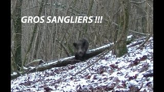 TIR DUN GROS SANGLIER A 5 METRES [upl. by Rybma]