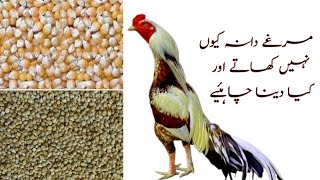 Murge dana na khaye to kya karen  Hen not eating food  Aseel Treatment aseelmurga [upl. by Lanae]