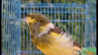 Canary Singing Training For First Time Young Canary  Best Canary Singing For Training [upl. by Oech]