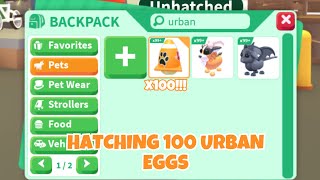 HATCHING 100 URBAN EGGS IN ADOPT ME [upl. by Stewart]