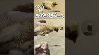 Intramuscular Injection Administration in Poultry Birds  Dr ARSHAD [upl. by Claiborn617]