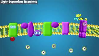 Visible Biology Bites  Reactants and Products of Photosynthesis [upl. by Bazluke415]