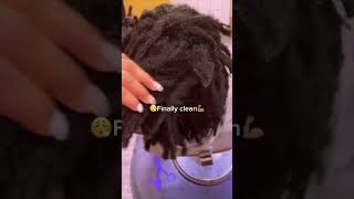 Freeform Locs Transformation 🔓 dreads knotnation [upl. by Faxon]