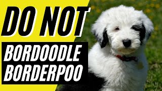 7 Reasons You Should NOT Get a Bordoodle [upl. by Llen]