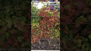 Guelder rose Viburnum opulus  shrub  October 2017 [upl. by Notsirk]