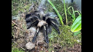 Ephebopus murinus The Skeleton Leg rehouse and care [upl. by Zucker]