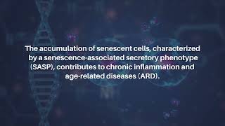 New Model to Study Macrophage Aging Mechanisms  AgingUS [upl. by Trevethick]