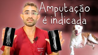 Osteossarcoma canino  Casos de rotina cirúrgica da residência veterinária 1 [upl. by Glenine594]