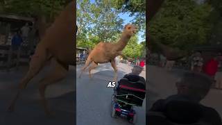 Camel Escapes Enclosure At Zoo breathingwaterfall [upl. by Abner]