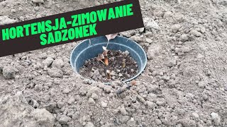 Jak przezimować sadzonki hortensji hortensjajak przezimować Co zrobić z hortensją w zimę [upl. by Ikkiv819]