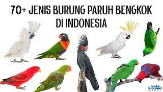 70 Jenis Burung Paruh Bengkok di Indonesia [upl. by Ydroj]