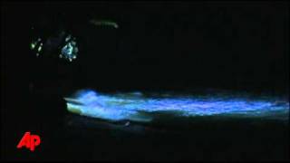 Raw Video Tsunami Waves Reach Hawaii [upl. by Ztnaj]