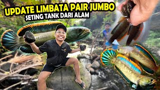 UPDATE LIMBATA PAIR JUMBO HUNTING BAHAN SETTINGAN TANK DARI ALAM [upl. by Dedrick]