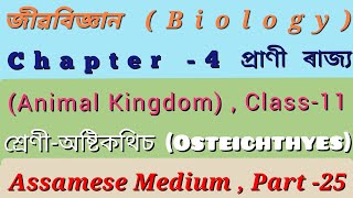 Biology Class 11 Chapter 4 Animal Kingdom Assamese MediumClass  Osteichthyesশ্ৰেণী  অষ্টকথিচ [upl. by Salomo]