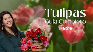 Tulipas  Guia Completo [upl. by Jansson]