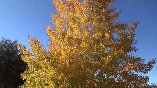 Quacking Aspen in fall color  Populus tremuloides [upl. by Roberta922]