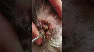 How to Clean Swollen dog Ear [upl. by Otho351]