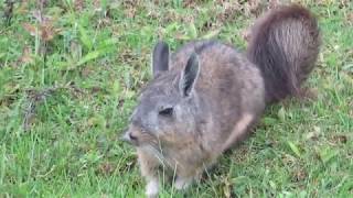 Adorable Northern Viscacha in Machupicchu Lagidium peruanum [upl. by Iinde]