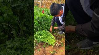 Among the fresh vegetables that can survive the winter is the delicious iron coriander gardening [upl. by Hsital]