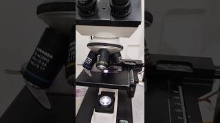 Gram Positive Under microscope microbiologylab Baterial microscopevideo Bmlt Love shortsvideo [upl. by Alarise]