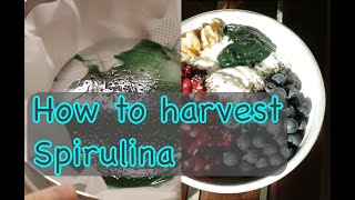 How to harvest Spirulina [upl. by Philbrook22]