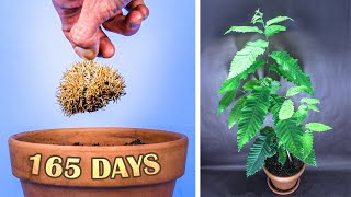 Growing Chestnut Tree From Seed Time Lapse 165 Days [upl. by Eanod161]