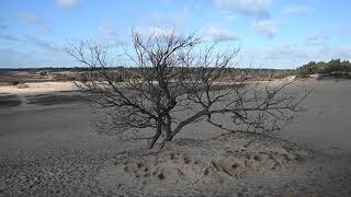 Loonse en Drunense Duinen [upl. by Arodasi225]