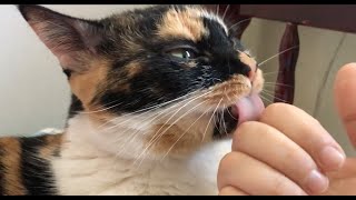 Cats licking humans a relax collection [upl. by Essirehc]