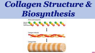 Collagen structure amp Synthesis Collaborative Meeting Lecture [upl. by Nylirej560]