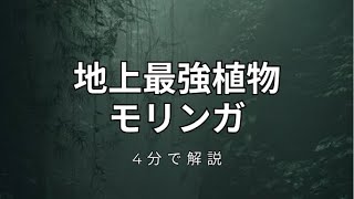 モリンガとは？効能は？超スーパーフードたる理由を4分で解説します。【ミラクルツリー】【アーユルヴェーダ】 [upl. by Galanti]