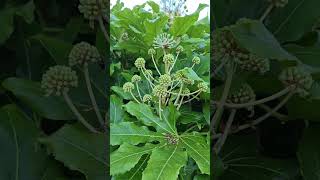 My fatsia japonica is in flower [upl. by Petes]